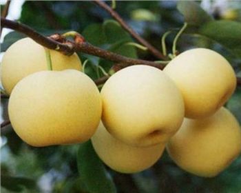 河南晚秋梨樹(shù)苗基地